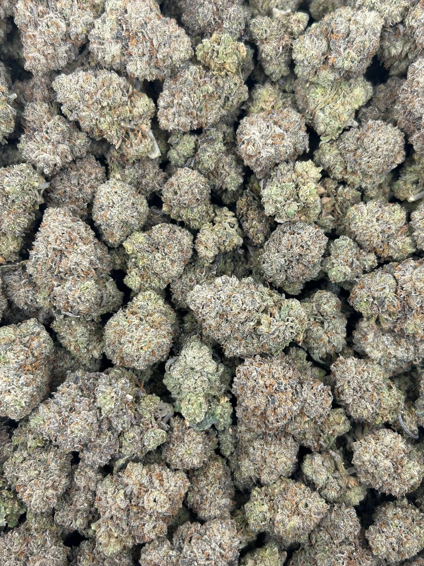 (#N-EA619) Lemon Cherry Gusherz (Hybrid)