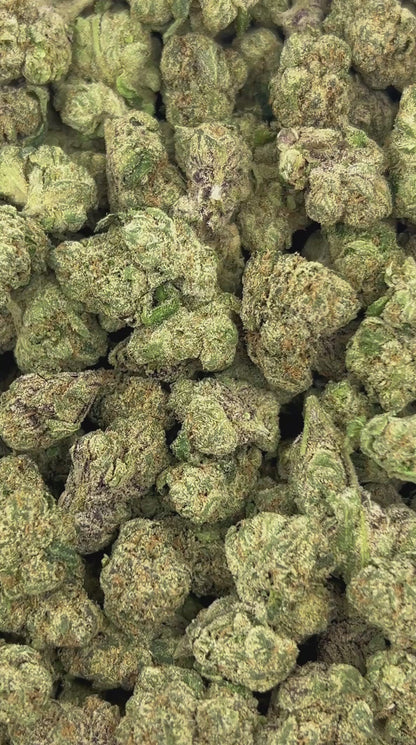 (#Z-EA026) Pineapple Zalato (Hybrid)