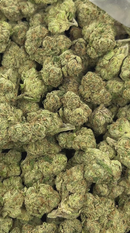 (#Z-EA025) Gelato Pop (Hybrid)