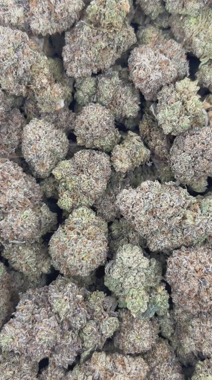 (#N-EA619) Lemon Cherry Gusherz (Hybrid)